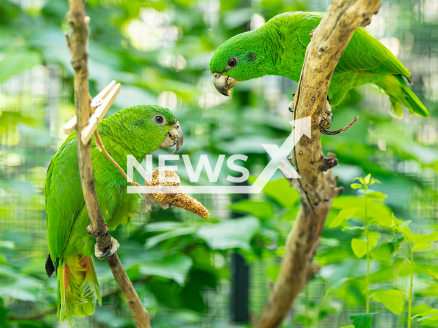 The two black-billed amazons at the Vienna Zoo in Austria. Note: This photo is from a press release. (Daniel Zupanc/Newsflash)