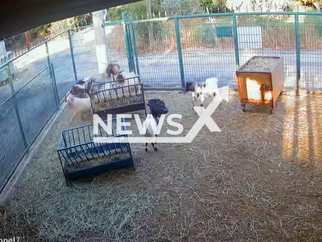 This image is a screen grab of the video supplied titled NewsX-DwarfGoat-01-01.mp4: CCTV footage shows a goat with plastic bag on its head scaring the other goats at a farm in Antalya, Turkey on Friday, Aug 29, 2025.(Clipzilla/NX)