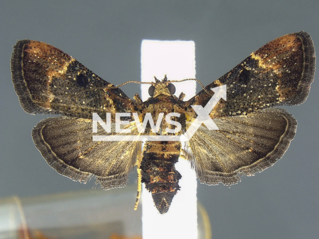 Moth encountered at Detroit Metropolitan Airport considered to be the first encounter of the species since 1912. Note: Photo from a press statment. (U.S. Customs and Border Protection/Newsflash)