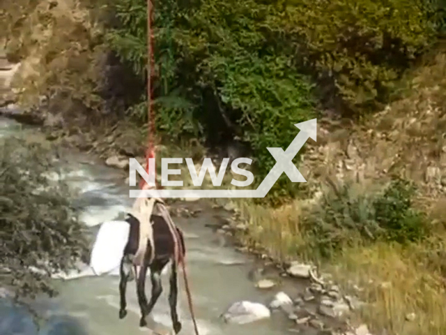 This image is a screen grab of the video supplied titled NewsX-DonkLift-01.mp4: Footage shows a wounded donkey being rescued after sitting in a cliff for a week in Alaniya National Park, Republic of North Ossetia-Alania, Russia on Tuesday, Aug 26, 2025.(Clipzilla/NX)