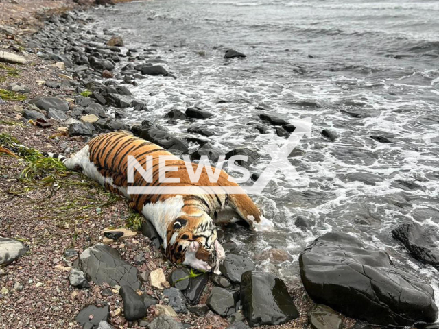 Footage shows a carcass of an Amur tiger on the shore of Cape Four Rocks in Primorsky Krai, Russia, on Tuesday, Sep. 2, 2025.
Note: Amur Tiger Center photo. (Newsflash/NX)