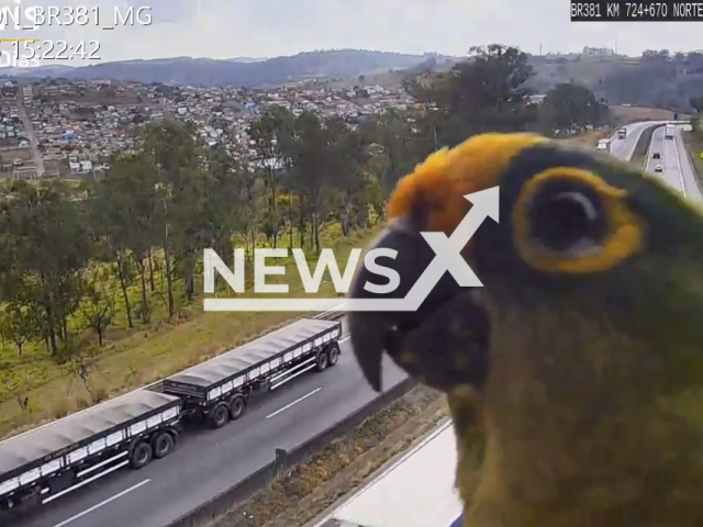 Parakeet landed in front of traffic cameras on BR-381 in Carmo da Cachoeira, southern Minas Gerais in Brazil, Aug. 28, 2025. Note: Photo is a screenshot from a video(Arteris/Newsflash/NX)