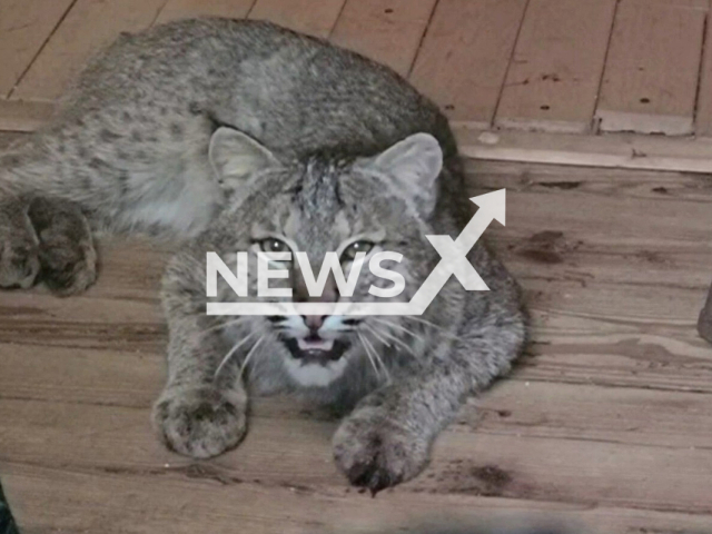 A wild bobcat that ran into a house lying on a bathroom floor, in Windsor, Vermont, on 13th May. Note: Police photo. ( Windsor Police Department/Newsflash)