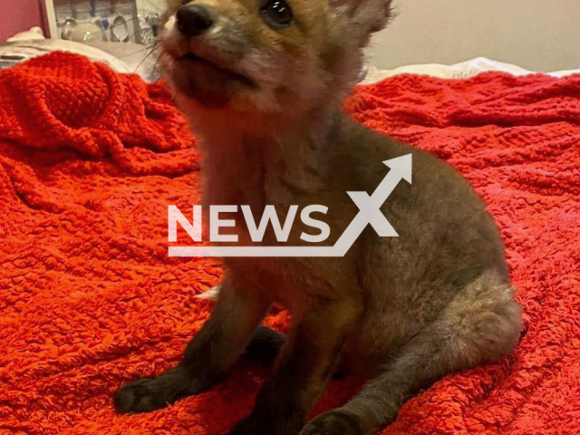 The fox, named Foxie, that was rescued by Michelle Krsnik in Croatia. Note: We have obtained permission for this picture (@croatian_fox/Newsflash)