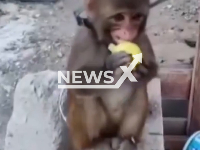 This image is a screen grab of the video supplied titled NewsX-MonkeyProtection-01.mp4: Footage shows a monkey smuggler slapping the animal in the face before subjecting it to further violence in Altinozu district of Hatay Province, Turkey, undated. The monkey was rescued and placed under protection by the Nature Conservation and National Parks Directorate and the gendarmerie on Saturday, Sept 6, 2025.(Clipzilla/NX)