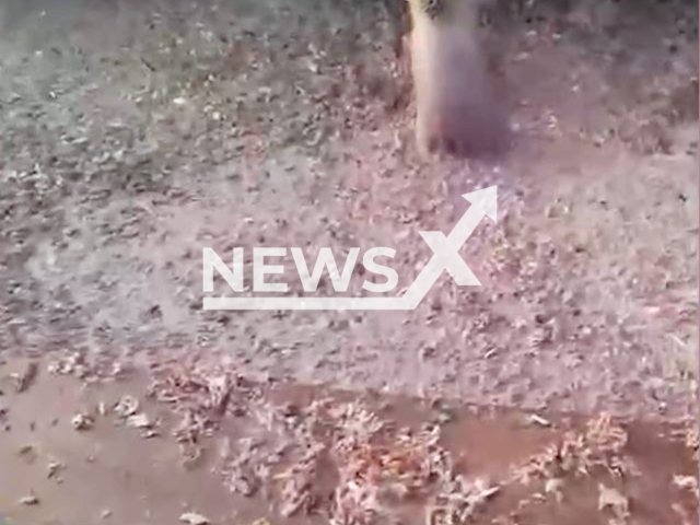 Fish factory workers rescue a bear cub in Kamchatka, Russia, undated. It had fallen into a pit of waste. Note: Photo is a screenshot from a video(Newsflash/NX)