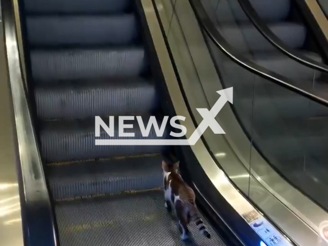 Footage shows a cat struggling to climb an escalator in the wrong direction before staff gently rescued it and placed it on the correct side at Istanbul’s Sabiha Gokçen Airport, Turkey on Tuesday,  Sept 9, 2025. Note: Photo is a screenshot from a video. (Newsflash/NX)