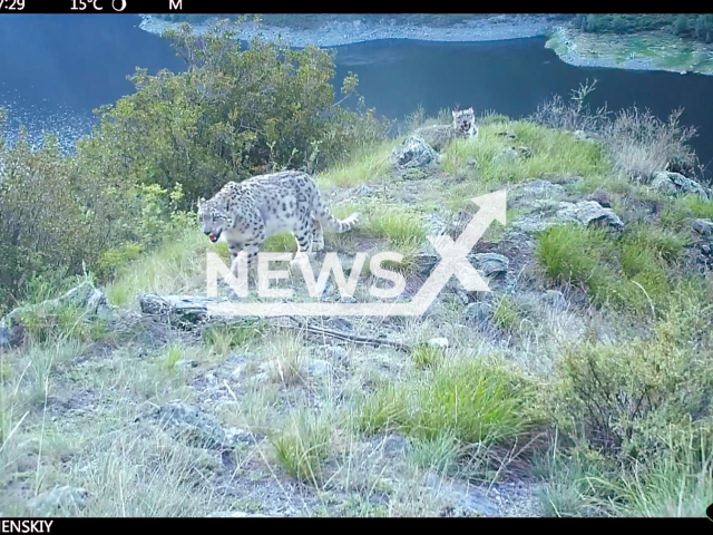 This image is a screen grab of the video supplied titled NewsX-RedListedLeopard-01.mp4: CCTV footage from camera trapsshows the endangered snow leopard Tadzhichka touching the camera, walking with her offspring, and playing with them under her watchful care in the Sayano-Shushensky Nature Reserve, Krasnoyarsk Krai, Russia, across several recordings in 2025. Footage released by Sayano-Shushenski Nature Reserve on Tuesday, Sep. 9, 2025.
