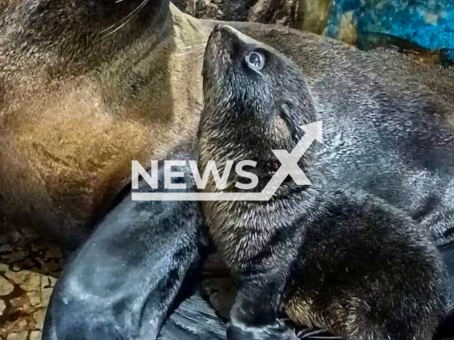 Baby seal with her mother Connie on the  27th of April 2022 in the Songkhla zoo, Khao Rup Chang, Thailand. Note: We obtained permission for this photo(Songkhla zoo/Clipzilla)