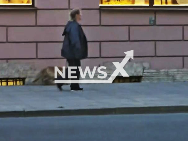 This image is a screen grab of the video supplied titled NewsX-FoxLeash-01.mp4: Footage shows a woman walking with a fox on the leash on Zoologicheskiy Pereulok, Saint Petersburg, Russia, undated. Footage shared on telegram on Friday, Sep. 12, 2025.(Clipzilla/NX)