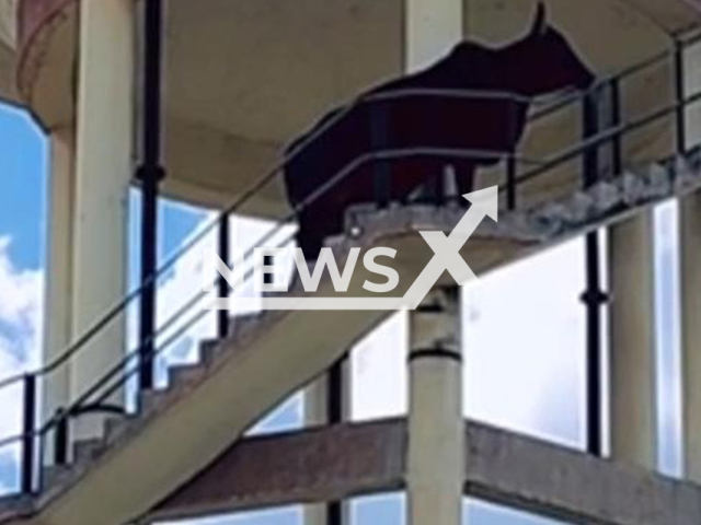 Video shows the bull that climbed on a water tank in Ajmer, Rajasthan, India, undated. A crane was used for the rescue.Note: Photo is a screenshot from a video. (Newsflash/NX)