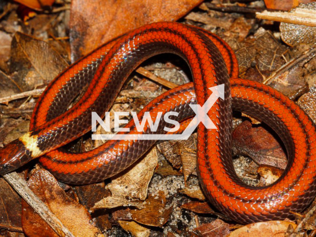 Phalotris shawnella, the non-venomous snake, previously unknown to science, that was discovered in Paraguay.
Note: Press release photo(Jean-Paul Brouard/Newsflash).