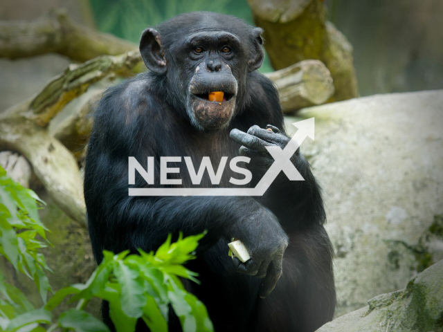 Picture shows chimpanzee Lizzy at the zoo in Bremerhaven, Germany, undated. She rejected her current offspring. Note: Photo from zoo. (Bernd Ohlthaver, Zoo am Meer Bremerhaven/Newsflash/NX)