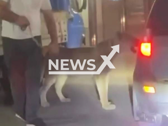 Man walks lion on the streets of Makhachkala in Dagestan, Russia, undated. Note: Photo is a screenshot from a video(Newsflash/NX)