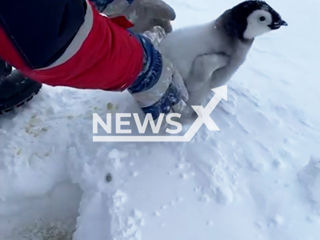 This image is a screen grab of the video supplied titled NewsX-BabyEmperorPenguin-01.mp4: Footage shows scientists from the Arctic and Antarctic Research Institute saving a baby emperor penguin in  Antarctica, undated. Footage shared by the Russian  Arctic and Antarctic Research Institute on Tuesday, Sep. 16, 2025.(Clipzilla/NX)
