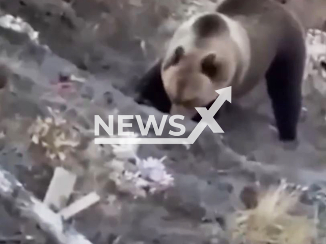 This image is a screen grab of the video supplied titled NewsX-BearGrave-01.mp4: Footage shows bear digging up graves and eating remains in Chelyabinsk Oblast, Russia undated. Footage shared on VKontakte on Monday, Sep. 15, 2025.(Clipzilla/NX)