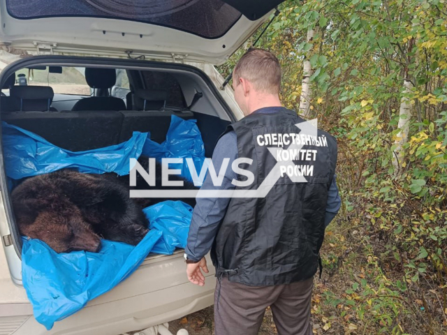Picture shows the captured bear, undated. A bear attacked a 70-year-old man and his body was found in Velsky District, Russia, on Sept.18,2025. Note: Licensed photo. (@su_skr29/Newsflash/NX)