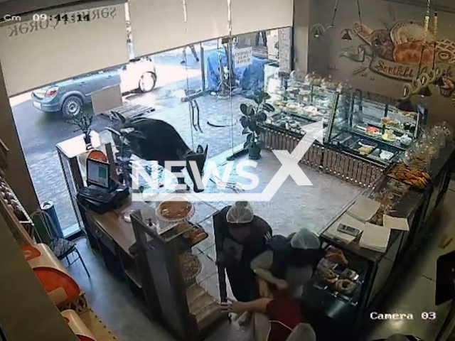 This image is a screen grab of the video supplied titled NewsX-BuffaloBakery-01.mp4: Footage shows employees fleeing in panic as a buffalo storms into a pastry shop, causing chaos in Ganja, Azerbaijan on Saturday, Sep. 20, 2025.(Clipzilla/NX)