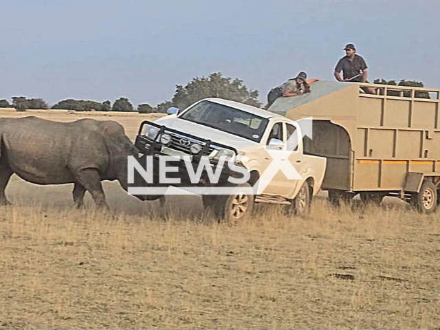Picture shows the rhino attacking a vehicle in Northern Cape, South Africa, undated. Nobody was injured. Note: Private photo. (Willie Viljoen Wildbedryf/Newsflash/NX)
