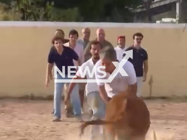 This image is a screen grab of the video supplied titled NewsX-PubRels-01.mp4: Footage shows the CDS-PP candidate Paulo Nuncio squaring up to a calf before being knocked to the ground in Vila Franca de Xira, Portugal, undated . Footage shared on his Instagram account on  Sunday, Sep. 21, 2025.(@paulonuncio/Clipzilla/NX)