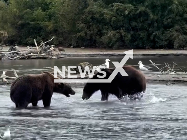 This image is a screen grab of the video supplied titled NewsX-BearClashes-01.mp4: Footage shows a bear chasing fish getting too close to Chernushka and her cubs, prompting the mother to firmly defend her space while still approaching people without fear in Kronotsky Nature Reserve, Russia on Wednesday, Sep. 17, 2025. (Clipzilla/NX)