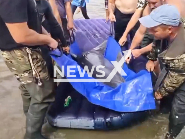 This image is a screen grab of the video supplied titled NewsX-RailwayScooter-01.mp4: Footage shows a large, endangered dolphin being pulled from a river Beysug, after being severely injured by fishing gear in in Krasnodar Krai of Russia on Wednesday, Sep. 17, 2025.(Clipzilla/NX)