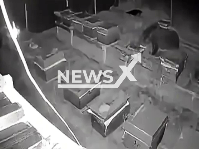 This image is a screen grab of the video supplied titled NewsX-BearHoney-01.mp4: Footage shows a grizzly bear eating honey from beehives in Dodurga, Corum, Turkey on Monday, Sep. 22, 2025.(Clipzilla/NX)