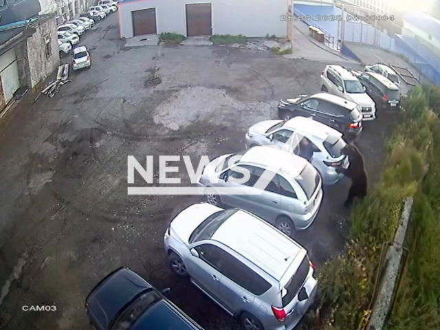 This image is a screen grab of the video supplied titled NewsX-DodgesBear-01.mp4: CCTV shows the terrifying moment a man narrowly escapes a charging bear by diving into his car at the last second in Petropavlovsk-Kamchatsky, Russia on Thursday, Sep. 25, 2025.(Clipzilla/NX)