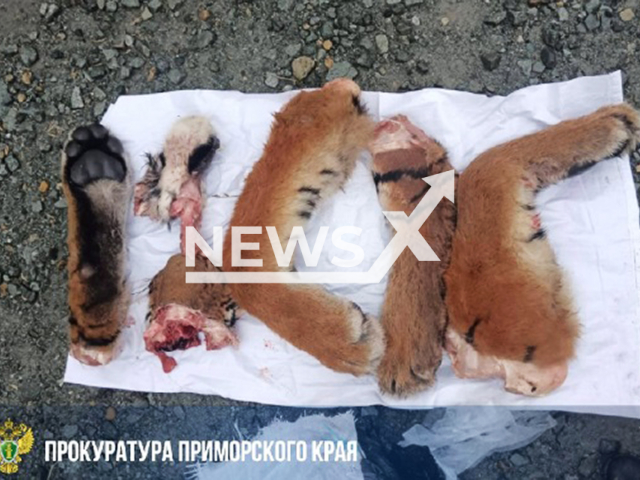 Picture shows parts of a red-listed Amur tiger found in a car on a highway in Primorye, Russia, undated. A criminal case has been opened. Note: Prosecution photo. (Primorsky Krai Prosecutor's Office/Newsflash/NX)