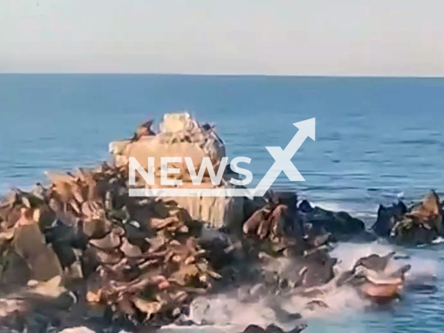This image is a screen grab of the video supplied titled NewsX-EndangeredSeaLions-01.mp4: Footage shows a helicopter pilot intentionally scared away endangered Steller sea lions on Sakhalin, Russia, undated. Footage shared on telegram channel on Thursday, Sep. 25, 2025.(Clipzilla/NX)