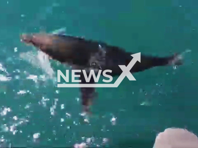 A seal attacks a yacht at the Seal Island, South Africa, on Sept.25,2025. Stranded Marine Animal Rescue Team (Smart) urged people to avoid seals.Note: Photo is a screenshot from a video. (Dillan Roode/Newsflash/NX)