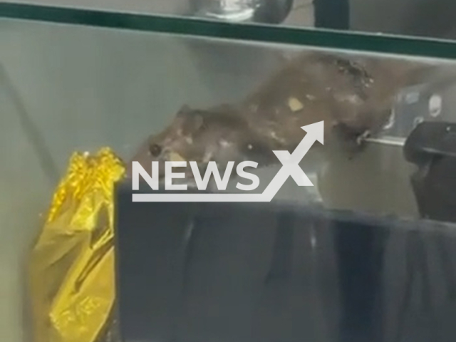 Video shows a rat crawling around the cashier counter of a food stall  iat the Singapore Institute of Technology’s (SIT) campus in Punggol, undated. The Singapore Food Agency (SFA) is investigating the case. Note: Photo is a screenshot from a video. (Newsflash/NX)