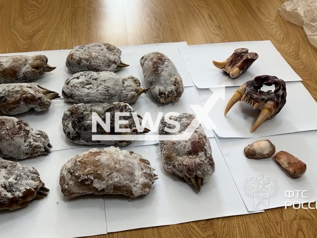 This image is a screen grab of the video supplied titled NewsX-TigerBear-01.mp4: Russian customs officers seize illegal animal parts of an Amur tiger and a bear being smuggled into China at Russian Far East, Russia on Tuesday, Sep. 30, 2025.(Clipzilla/NX)
