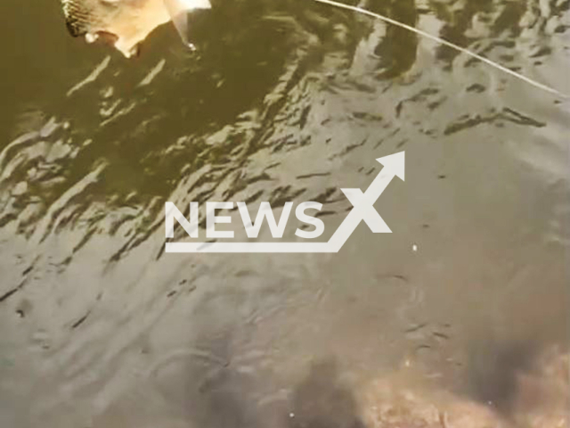 Piranhas devour fish in Paxiuba River in Apui, Brazil, undated. The scene was captured by influencer Anderson Guedes. Note: Photo is a screenshot from a video(@andersonguedes/Newsflash/NX)