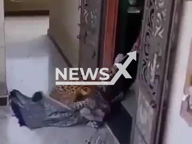 Video shows the leopard being tied, undated. A woman tied the animal and covered it with a sheet in Udaipur, Rajasthan, India. Note: Photo is a screenshot from a video. (Newsflash/NX)