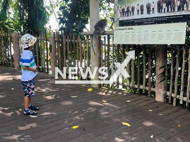 A man swings a bag at a monkey at the Mandai Wildlife Reserve, Singapore, undated. The monkey reportedly stole food.Note: Photo is a screenshot from a video. (@arandompaul/Newsflash/NX)