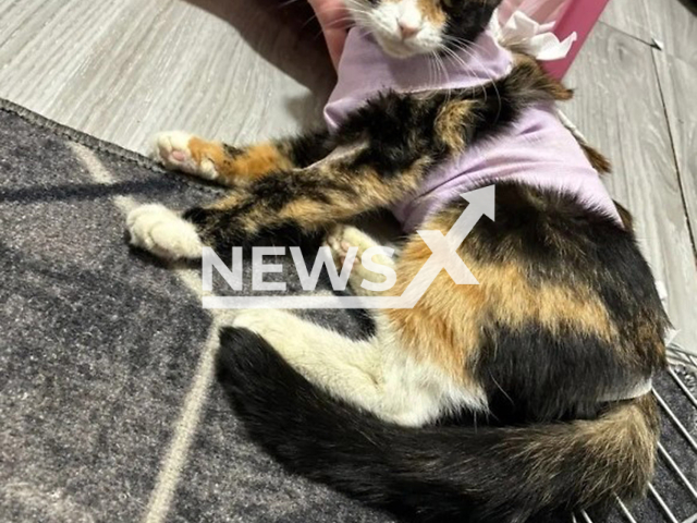 Picture shows the injured cat, undated. A man threw a dog, a hamster, and a pregnant cat from the fifth floor in Gadzhiyevo, Russia. Note: Private photo. (Newsflash/NX)
