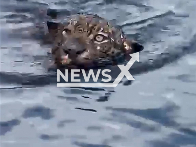 Rescue team saves jaguar which spent hours swimming in the Rio Negro in Manaus, Brazil, Oct. 1, 2025. The animal appeared disoriented and weak. Note: Photo is a screenshot from a video. (Newsflash/NX)