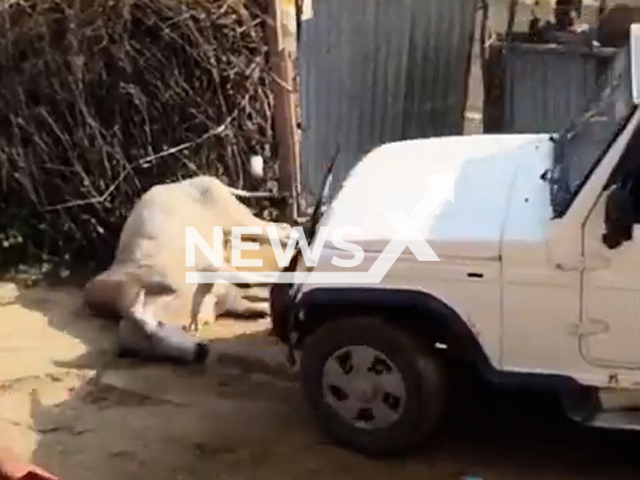 This image is a screen grab of the video supplied titled NewsX-BullDamage-01.mp4: Footage shows a Bolero driver an over the bull with his vehicle several times in Sikar, Rajasthan, India, undated. Video shared buy Hanuman Beniwal Member of Parliament, Lok Sabha on Wednesday, Oct. 1, 2025.(Clipzilla/NX)