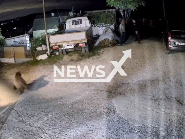 This image is a screen grab of the video supplied titled NewsX-BearWanders-01.mp4: Footage shows panicked man claiming on truck roof as bear appears running in residential area in Sochi, Russia on Sunday, Sep. 28, 2025.(Clipzilla/NX)