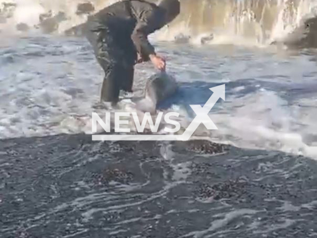 This image is a screen grab of the video supplied titled NewsX-StrandedDolphin-01.mp4: Footage shows a man gently guides a stranded dolphin back to the open sea, giving it the helping push it needs to swim safely into the depths in the Sea of ​​Okhotsk, Kamchatka, Russia on Thursday, Oct. 2, 2025.(Clipzilla/NX)