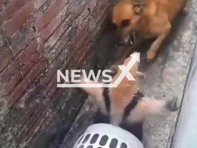 Dog attacks anteater after having house invaded by the animal in Cajati, SP, Brazil, Sep. 30, 2025. The anteater was rescued. Note: Photo is a screenshot from a video. (Aldo Ferreira Pinto/newsX)