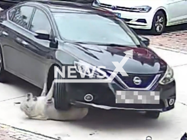 Car runs over 64kg dog in Hangzhou, China, Oct. 2, 2025. The animal survived. Note: Photo is a screenshot from a video. (newsX)