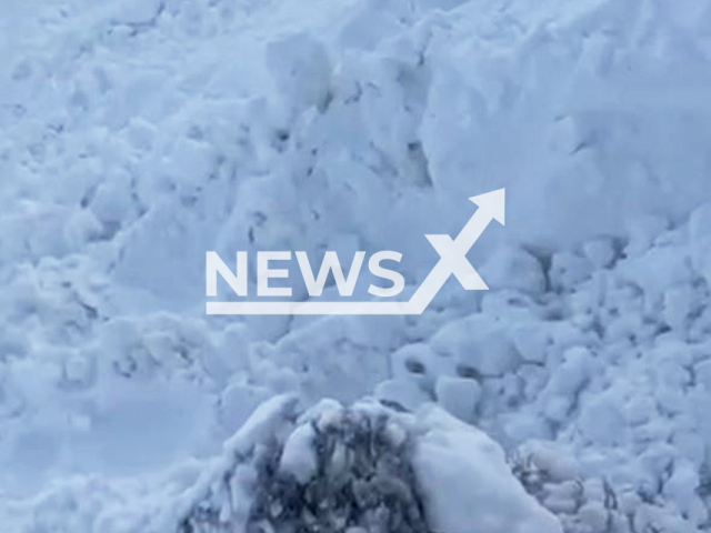 This image is a screen grab of the video supplied titled NewsX-SnowSheep-01.mp4: Footage shows people pulling livestock out of the snow in Kaztal District, Kazakhstan on Sunday, Dec. 14, 2025.(Clipzilla)
