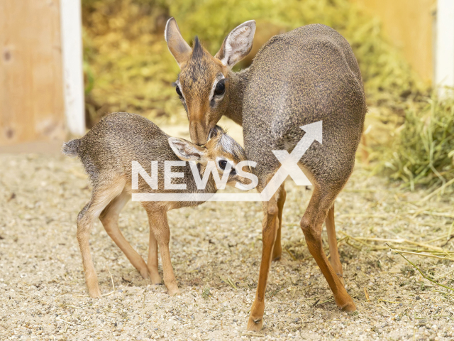 Picture shows baby antelope at Schonbrunn Zoo, Vienna, Austria, undated. It was born on Dec. 16, 2025. Note: Licensed photo. (Daniel Zupanc/Newsflash)