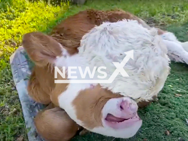 A mutant calf with no eyes and not fully formed skull was born on a farm in Elazig, Turkey. Note: Picture is a screenshot from a video (Newsflash)