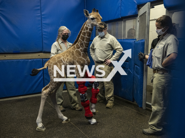 Three-month-old giraffe calf thrives following unique orthotic leg brace treatment at the San Diego Zoo Safari Park in San Diego, California, USA. Note: Picture from Press Release. (Ken Bohn, San Diego Zoo Wildlife Alliance/Newsflash)