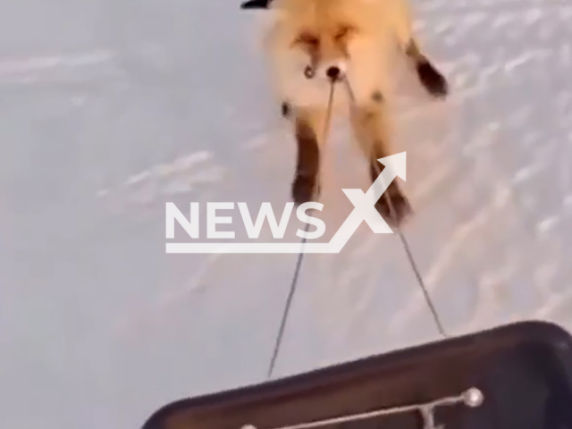 This image is a screen grab of the video supplied titled NewsX-GreedyFox-01.mp4: Footage shows a bold red fox trying to steal a fisherman’s sled persistently tugging on the rope before being chased off near Astana, Kazakhstan on Jan. 10, 2025.(Clipzilla)