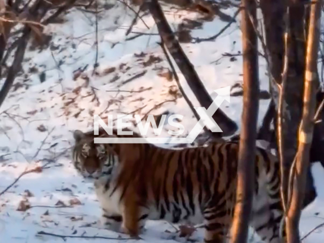 This image is a screen grab of the video supplied titled NewsX-FilmingTiger-01.mp4: A Primorye resident encountering an Amur tiger up close filming the majestic animal as it calmly watched her before vanishing into the taiga in the Terneysky District forest, Primorsky Krai, Russia on Sunday, Jan. 11, 2026.(Clipzilla)