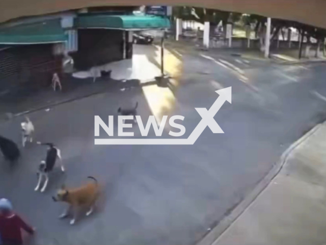 This image is a screen grab of the video supplied titled NewsX-MexiDogies-01.mp4: Footage shows a 79-year-old woman being attacked by pack of dogs in Cuautla, Morelos, Mexico on Friday, Jan. 9, 2026.(Clipzilla)